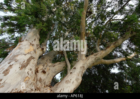 Israele eucalipto in Kfar Saba Foto Stock