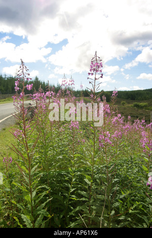 Rosebay Willowherb crescendo in banchina orlo Scotland Regno Unito Foto Stock