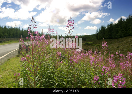 Rosebay Willowherb crescendo in banchina orlo Scotland Regno Unito Foto Stock