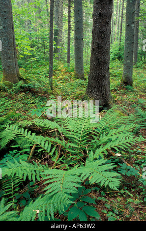 Il Randolph, NH. Felci crescono nel sottobosco di una pianura abete rosso-bosco di abeti vicino al fiume alci in NH White Mountains Foto Stock