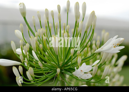 Fiore bianco agapanthus agapantus boccioli di fiori Foto Stock