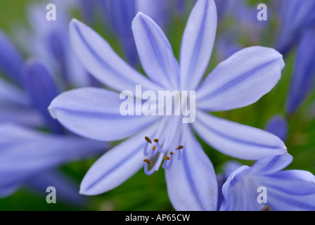 Blue agapanthus flower african lily lily-di-il-nile close-up Foto Stock