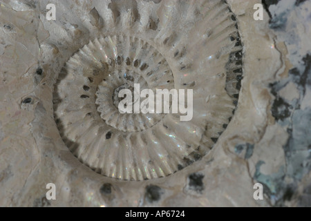 In prossimità del centro dell'Ammonita combustibili Foto Stock