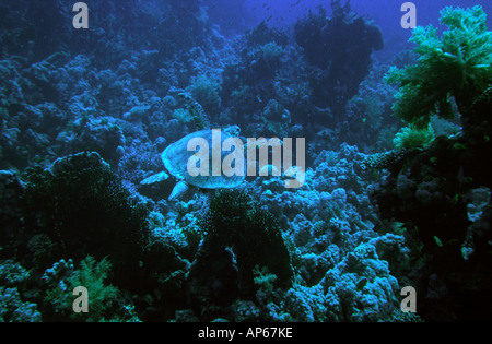 Egitto mare rosso tartaruga embricata Eretmochelys imbricata Foto Stock