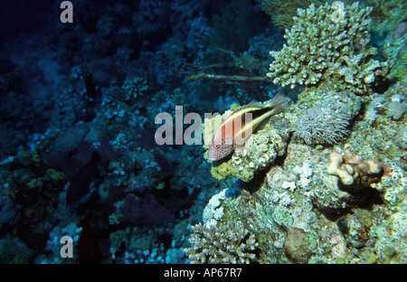 Egitto Mare Rosso Freckled blackside Hawkfish Paracirrhites forsteri in corallo Foto Stock