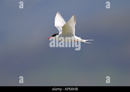 Arctic tern Sterna paradisaea estate adulto in volo rif Islanda Luglio Foto Stock