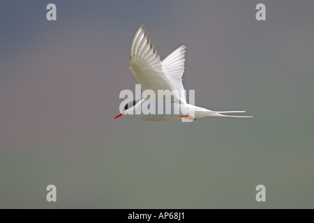 Arctic tern Sterna paradisaea estate adulto in volo rif Islanda Luglio Foto Stock