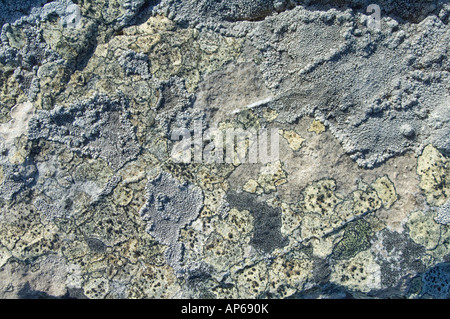 Varietà di licheni coperchio rocce di quarzite a Ordnance punto Gypsy Cove Stanley East Falkland Sud Atlantico Dicembre Foto Stock