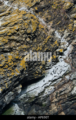 Sud del pinguino saltaroccia (Eudyptes Chrysocome) percorso da area di nidificazione per l'oceano, West Point Isola Malvine Atlantico Foto Stock