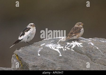 Snow bunting Plectrophenax nivalis coppia per adulti in estate piumaggio Islanda Luglio Foto Stock