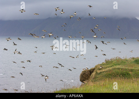 Gregge di Atlantic i puffini Fratercula arctica in volo. L'Islanda. L'estate. Foto Stock