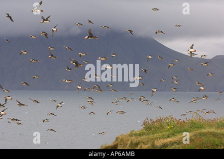 Gregge di Atlantic i puffini Fratercula arctica in volo. L'Islanda. L'estate. Foto Stock