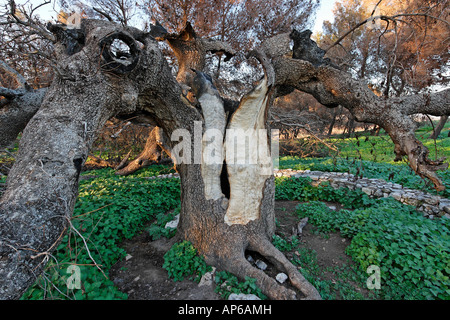 Il pistacchio di albero in Tel Kadesh che è stato colpito da un razzo durante la guerra con il Libano 2006 Foto Stock