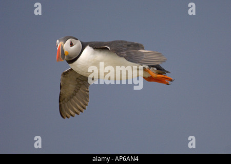 Atlantic puffin Fratercula arctica estate adulto in volo Isola di Flatey Skjälfandi Bay il nord dell'Islanda Luglio 2006 Foto Stock