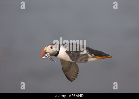 Atlantic puffin Fratercula arctica estate adulto in volo con bill piena di cicerelli. L'Islanda. Luglio. Foto Stock