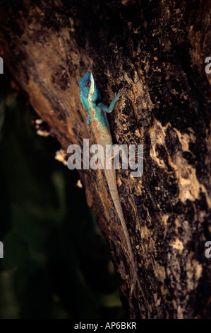 Blu-crested lizard su un albero in colori di allevamento Foto Stock