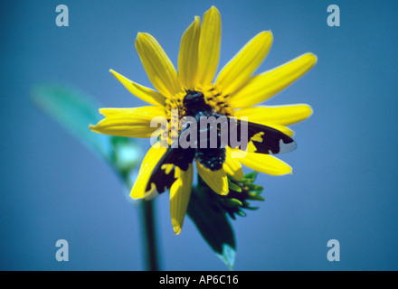 La progressiva Bee volare su Western Girasole Foto Stock