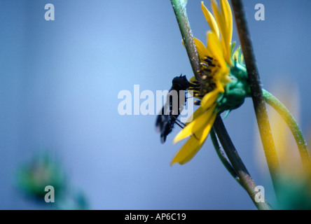 La progressiva Bee volare su Western Girasole Foto Stock