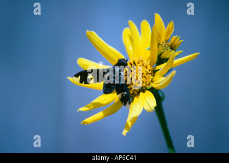 La progressiva Bee volare su Western Girasole Foto Stock