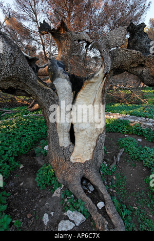 Il pistacchio di albero in Tel Kadesh che è stato colpito da un razzo durante la guerra con il Libano 2006 Foto Stock