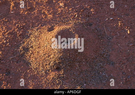 Il Parco Nazionale di Canyonlands, UT un ant hill nel distretto di aghi. Nei pressi di Elephant Hill strada di accesso. Foto Stock