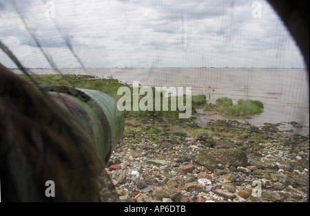 Foto degli uccelli Foto Stock