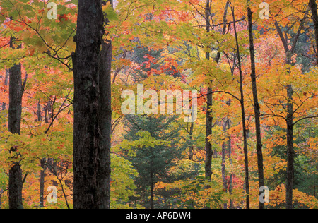 Hancock, VT A nord del bosco di latifoglie, per l'autunno. Texas Falls trail, Green Mountain National Forest. Foto Stock