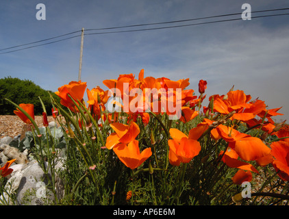 Orange poppies in crescita sulla ghiaia a Dungeness nel Kent Foto Stock