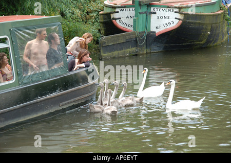 Alimentazione dei cigni sul fiume Wey in Guildford Surrey in Inghilterra Regno Unito Regno Unito Regno Unito riverboat longboat barca barca Foto Stock