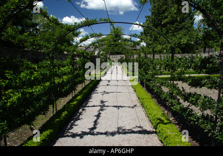 Addestrato alberi da frutto nella fortificata orto a Aberglasney House e giardini, Llangathen, Camarthenshire, West Wales, Regno Unito Foto Stock