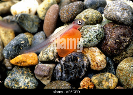 Stati Uniti d'America, Washington, salmone Alevin Foto Stock