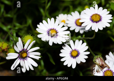 Pioggia Daisy (Dimorphotheca pluvialis) Foto Stock