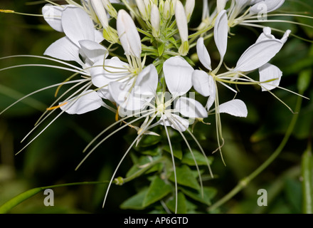 Fiore di ragno (Cleome hassleriana) Foto Stock