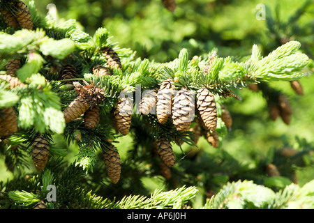 Pigne appeso a un albero di abete rosso Picea abies Foto Stock