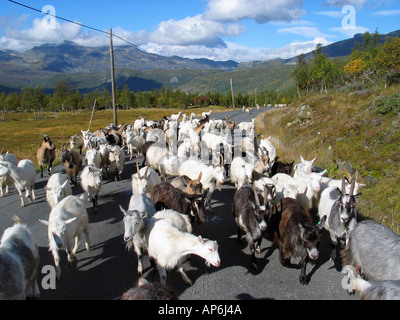 Capre sulla strada durante l'estate indiana su Slettefjel Jotunheimen in Norvegia Foto Stock