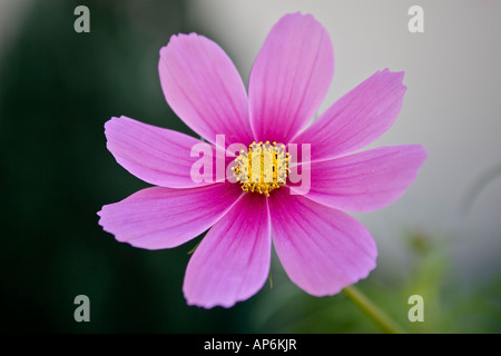Unico Cosmo rosa fiore in fiore Foto Stock