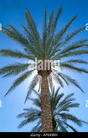 Palm Tree con sole e cielo blu Foto Stock