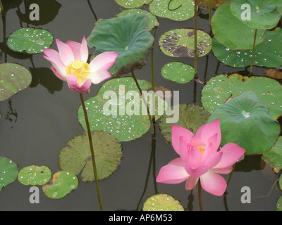 I fiori di loto in stagno in Ubud Bali Indonesia Foto Stock