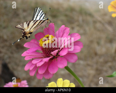 A coda di rondine rare butterfly atterra su un pink gerbera fiore Foto Stock