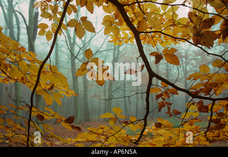 Frithsden Beeches Fagus sylvatica in una mattina d'autunno di ottobre Ashridge Hertfordshire Foto Stock