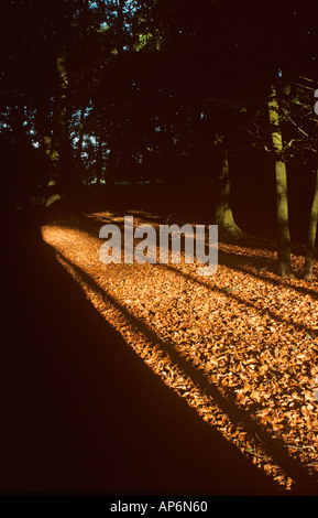 Frithsden Beeches Fagus sylvatica in una mattina d'autunno di ottobre Ashridge Hertfordshire Foto Stock