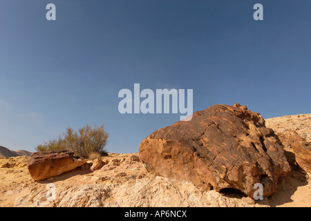 Israele deserto del Negev pietrificato di alberi in un grande cratere Foto Stock