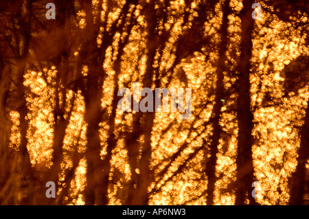 Impressione di foresta Foto Stock