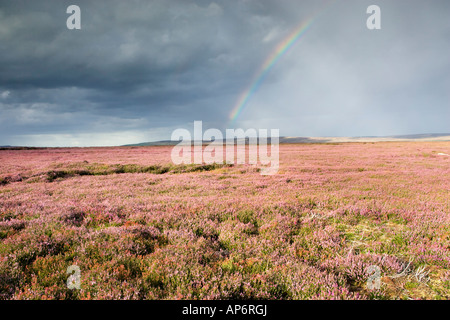 Rainbow e raggi di luce oltre la fioritura viola heather di Danby bassa Moor nel North York Moors National Park, Regno Unito Foto Stock