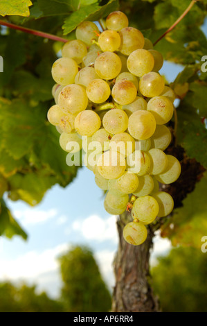 Le uve bianche Foto Stock