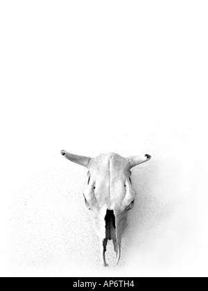 Il teschio di vacca su sfondo bianco Foto Stock