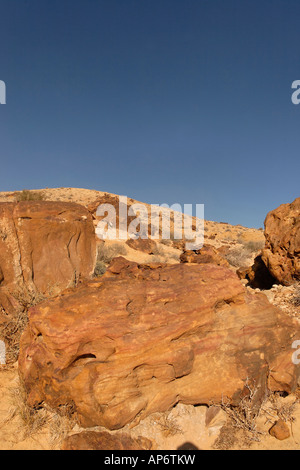 Israele deserto del Negev pietrificato di alberi in un grande cratere Foto Stock