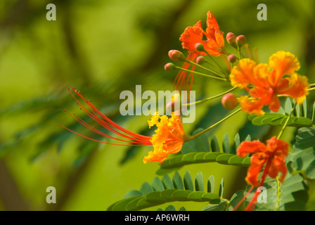 Rosso arancione Gulmohur Flower Delonix regia Foto Stock