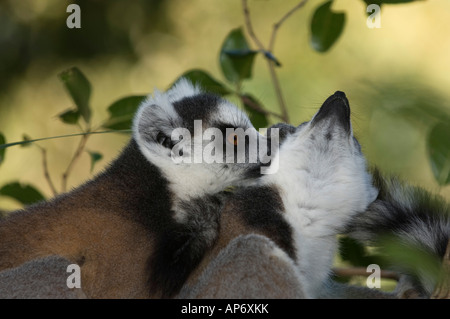 Anello-tailed lemuri toelettatura, lemuri catta, Isalo National Park, Madagascar Foto Stock