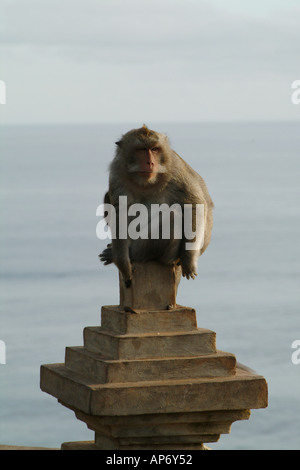 Macaca fascicularis Monkey seduto su una pietra post a Uluwatu di Bali Indonesia Foto Stock